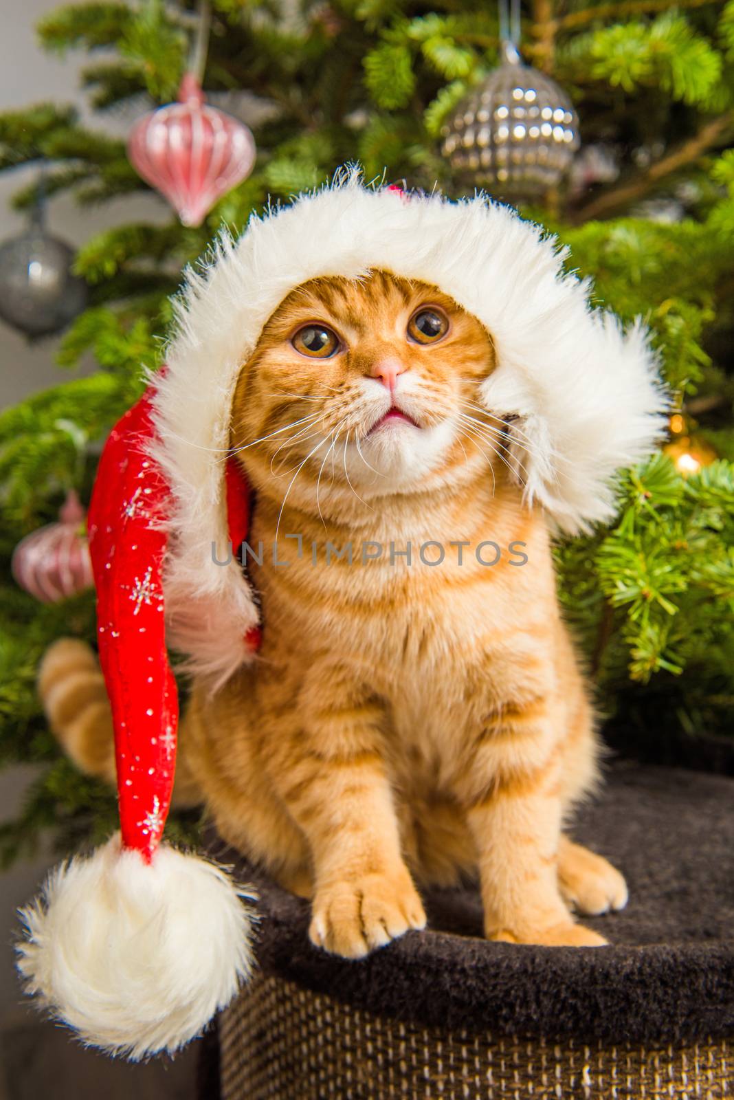 Beautiful Scottish Fold red cat in santa hat is sitting near Christmas tree