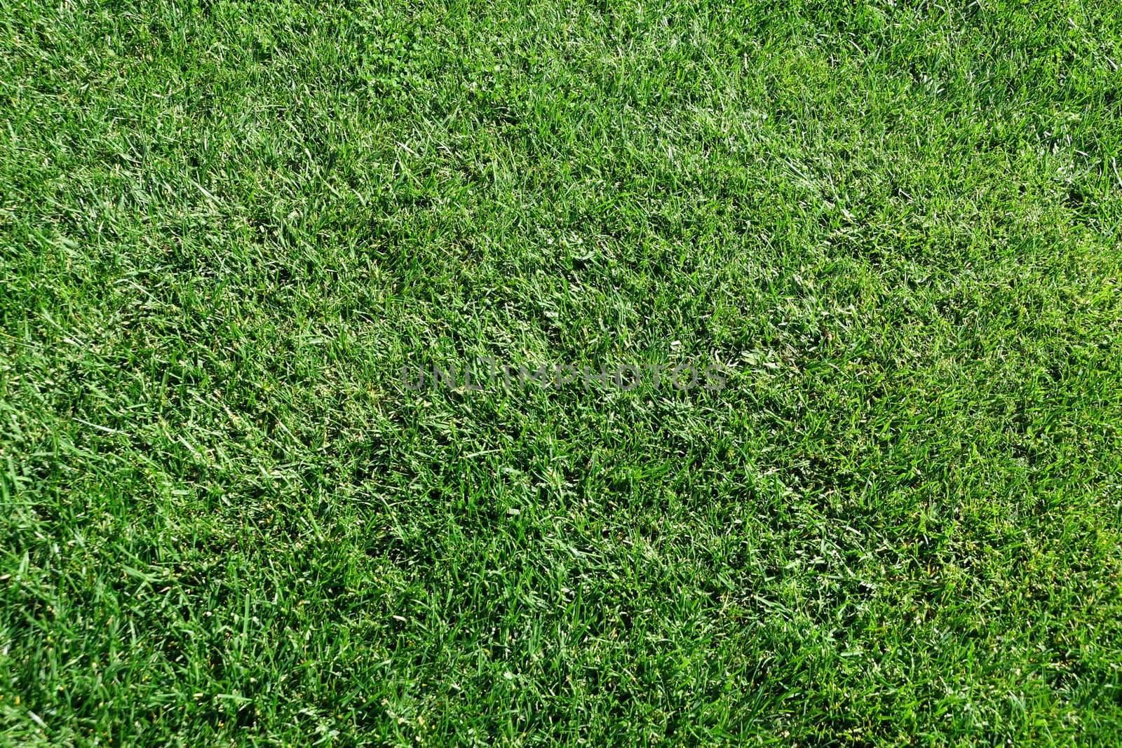 green grass texture for background
