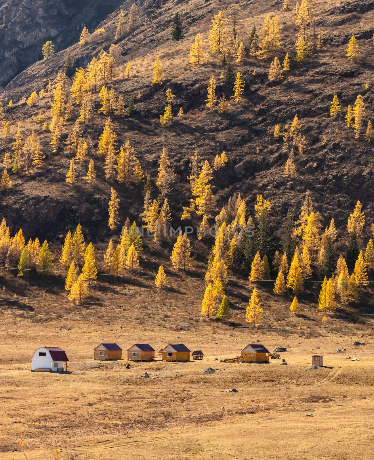 Altai mountains. Beautiful highland autumn panoramic landscape. Portrait size. Wooden huts in the foreground. Mountain slopes covered with golden trees in the background. Russia. Siberia.