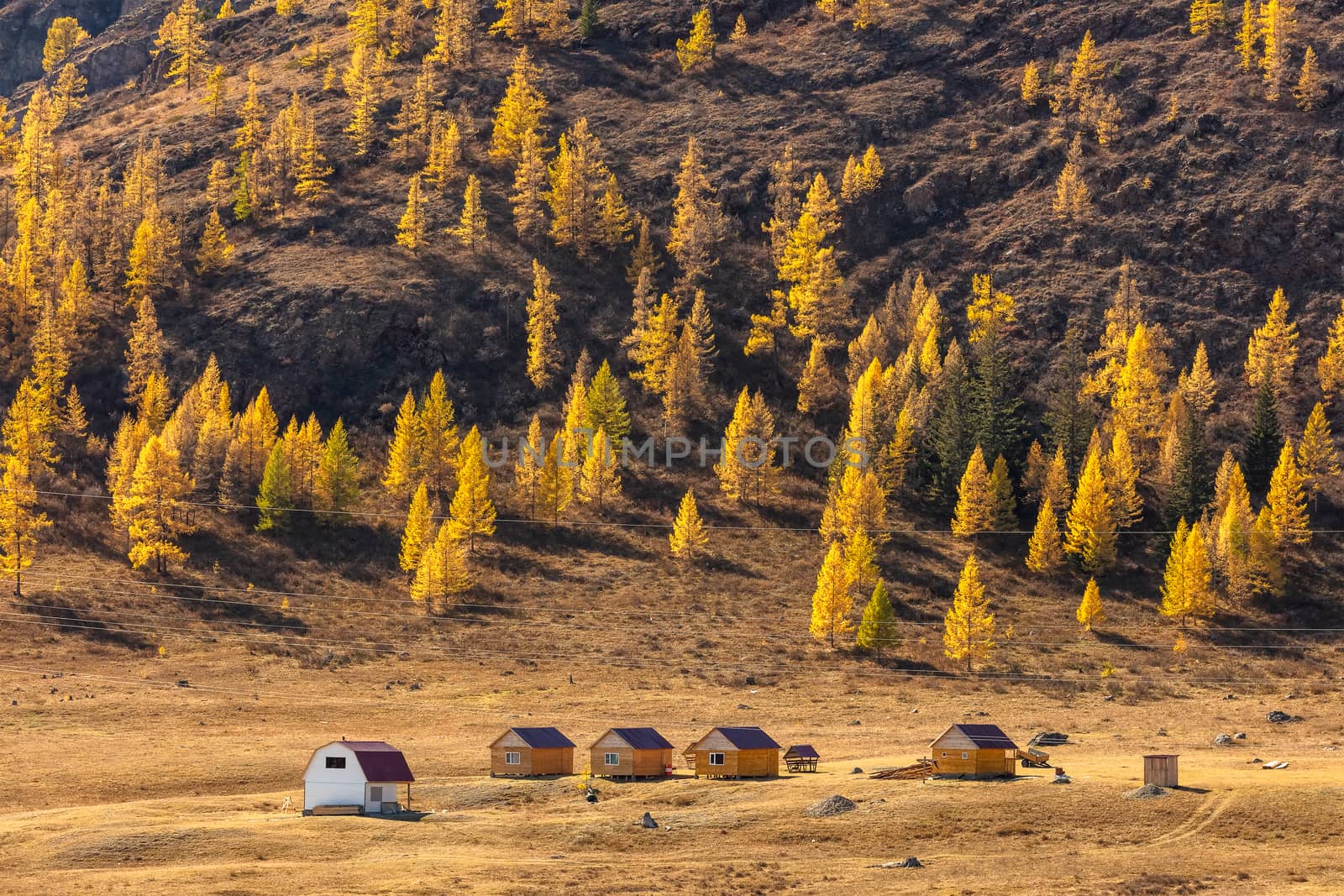 Altai mountains. Beautiful highland autumn panoramic landscape. Wooden huts in the foreground. Mountain slopes covered with golden trees in the background. Russia. Siberia.