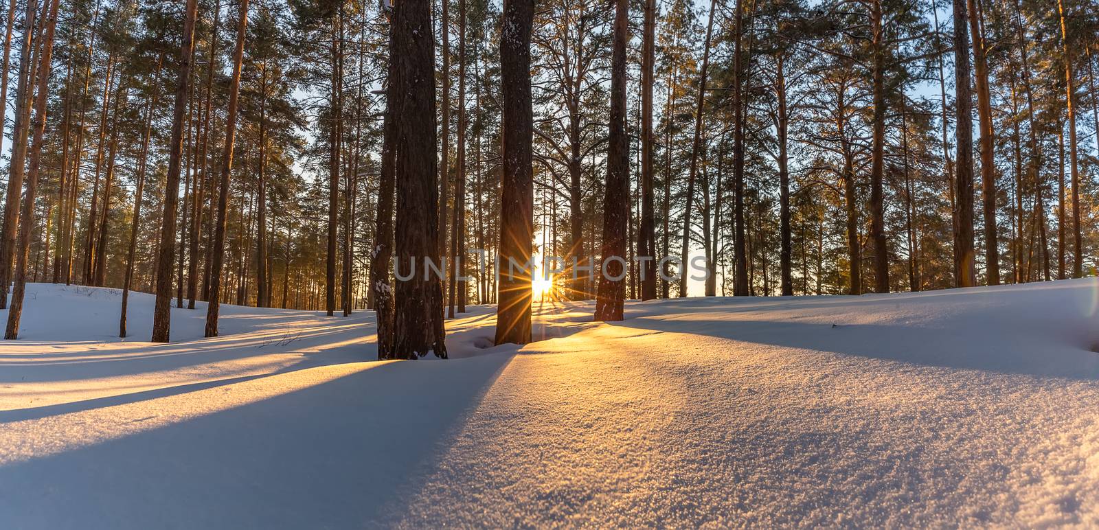 Beautiful snowy winter landscape panorama with forest and sun during golden hour. Winter sunset in forest panoramic view. Sun shines through trees and casts golden light on snow. Russia, Siberia by DamantisZ