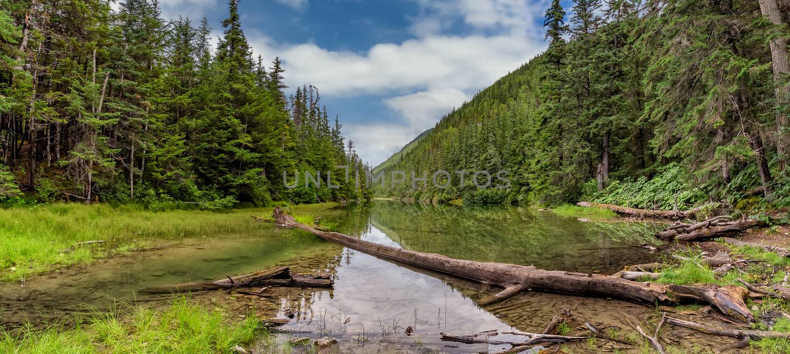 Beautiful panoramic landscape of Icy Lake in Alaska near Skagway. Lush green forest surrounding the lake. Fallen tree in the water. Blue cloudy sky as a background by DamantisZ