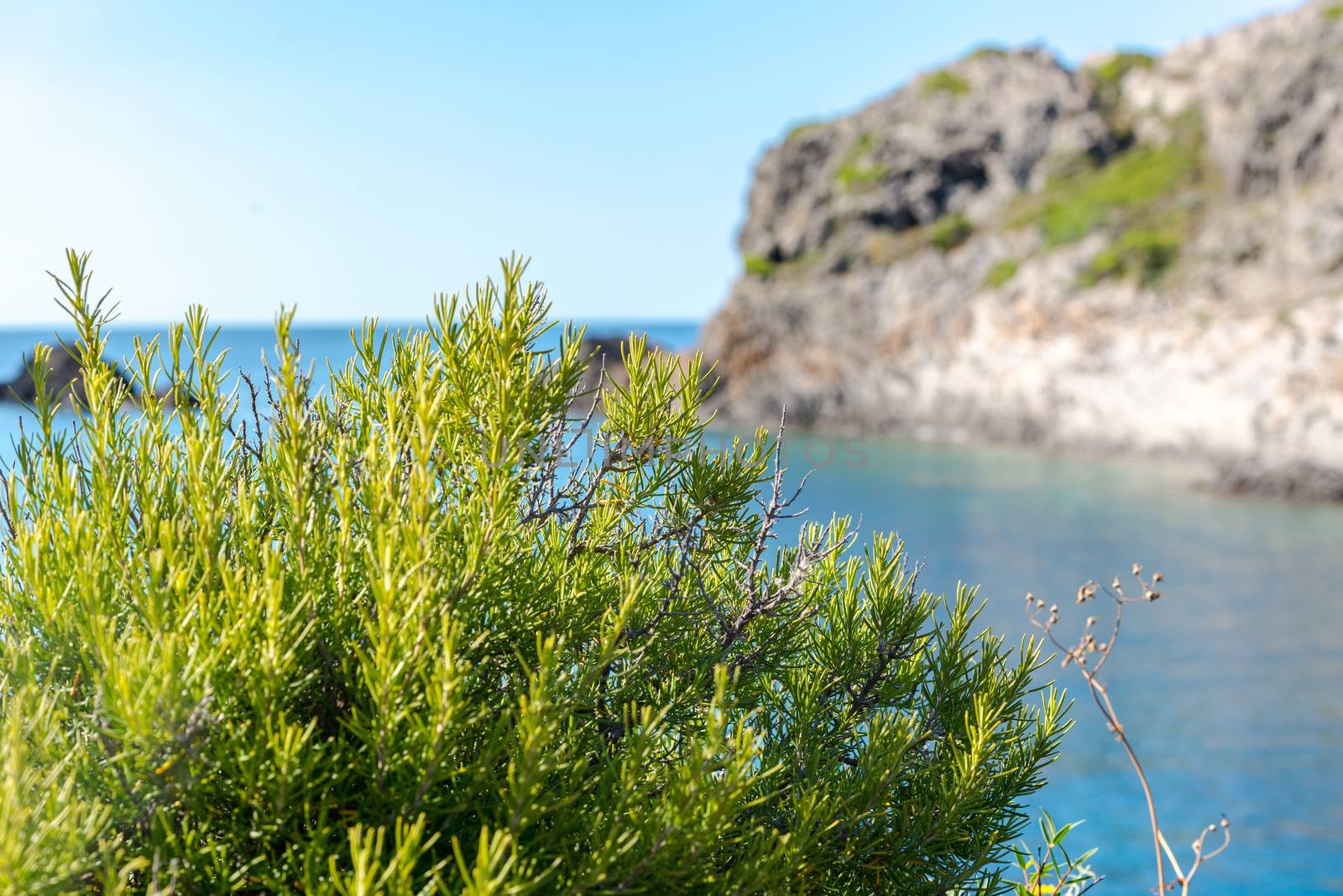 Parc Natural Cap de Creus, Spain :  8 july 2020 : Rosemarine in  Cap de Creus, natural park. Eastern point of Spain, Girona province, Catalonia. Famous tourist destination in Costa Brava. Sunny summer day with blue sky and clouds