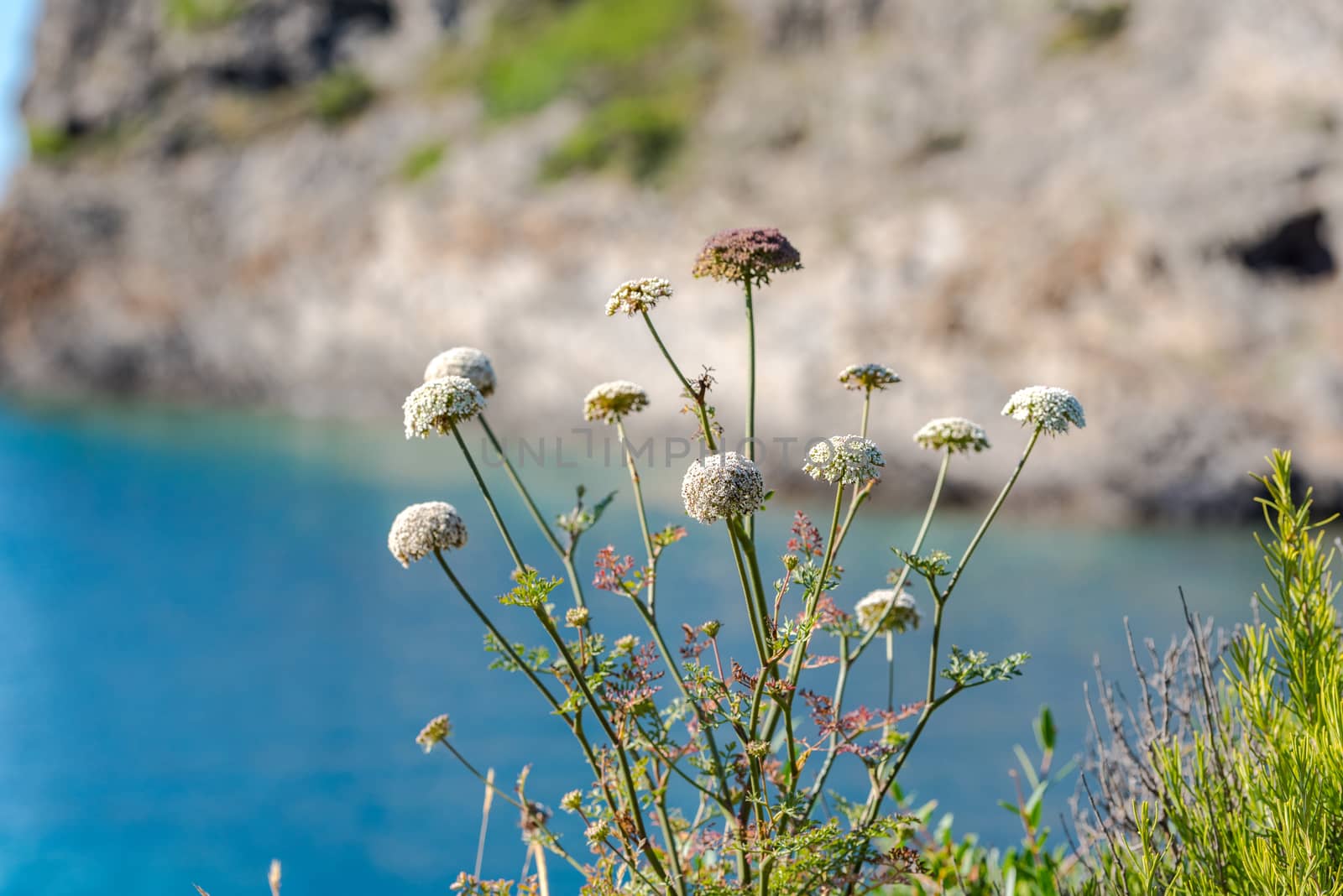 Parc Natural Cap de Creus, Spain :  8 july 2020 : Flowers Cap de Creus, natural park. Eastern point of Spain, Girona province, Catalonia. Famous tourist destination in Costa Brava. Sunny summer day with blue sky and clouds