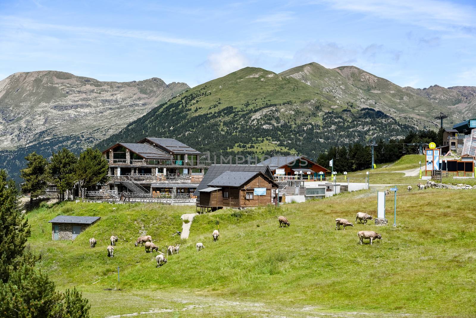 Grandvalira El Tarter : 2020 16 July : Cows in sky resort in summer On Grandvalira El Tarter on July 2020