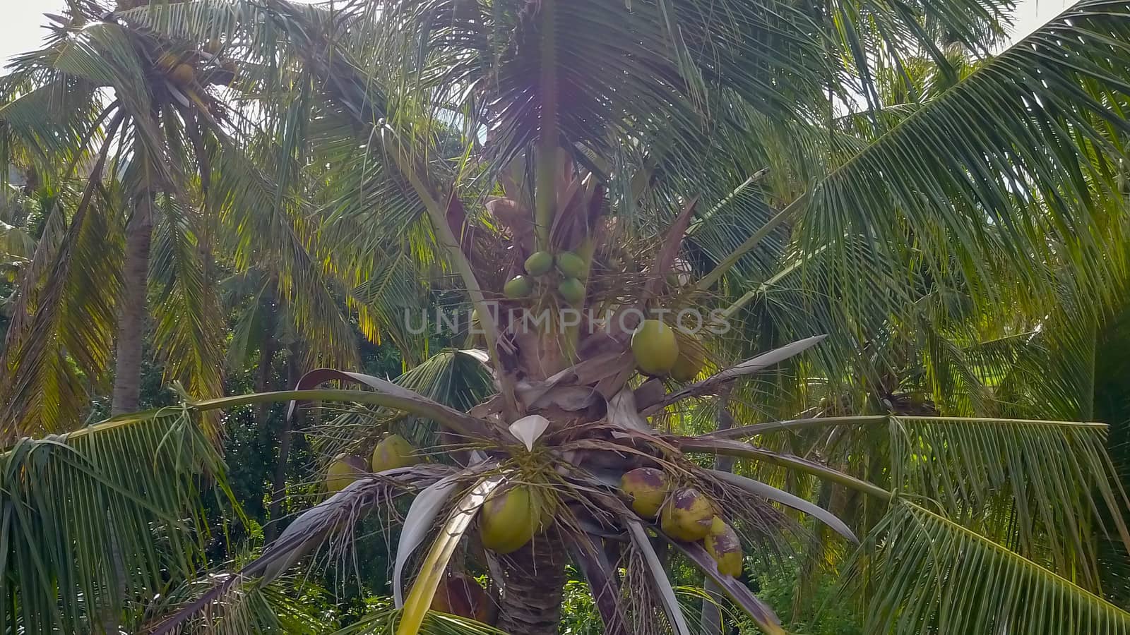 Coco palm tree on blue sky background. Sunny day on tropical island. Summer vacation banner template. Fluffy palm tree with green leaves. Coconut palms under sunlight. Exotic nature relaxing view.