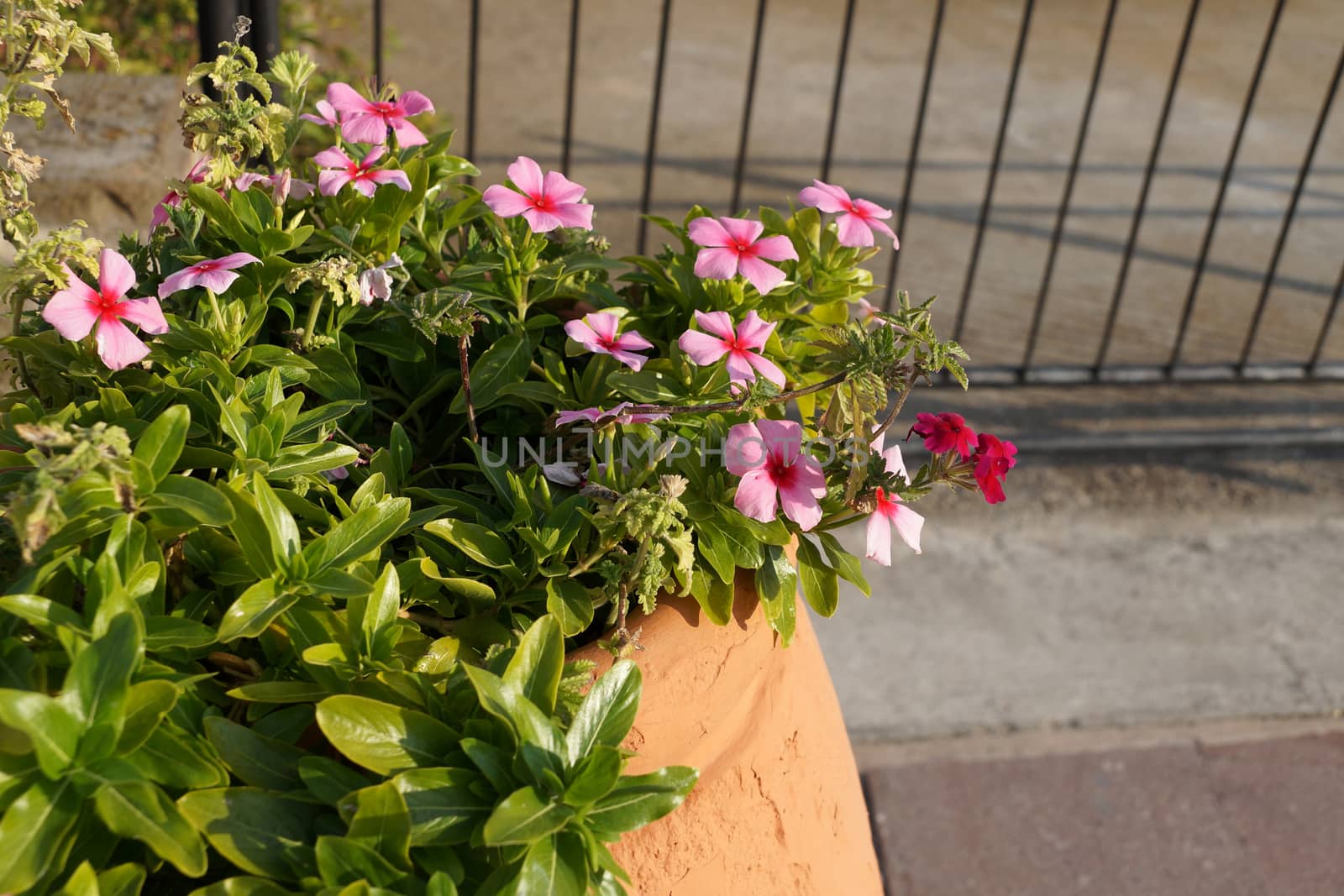 flowers in a large clay outdoor planter