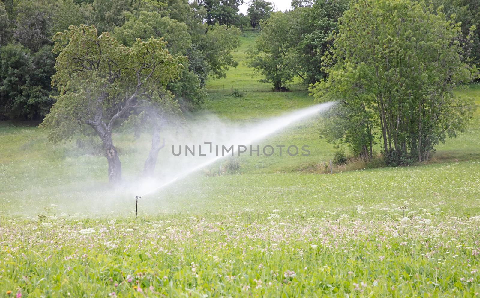 Sprinkler watering a lawn in Switserland by michaklootwijk