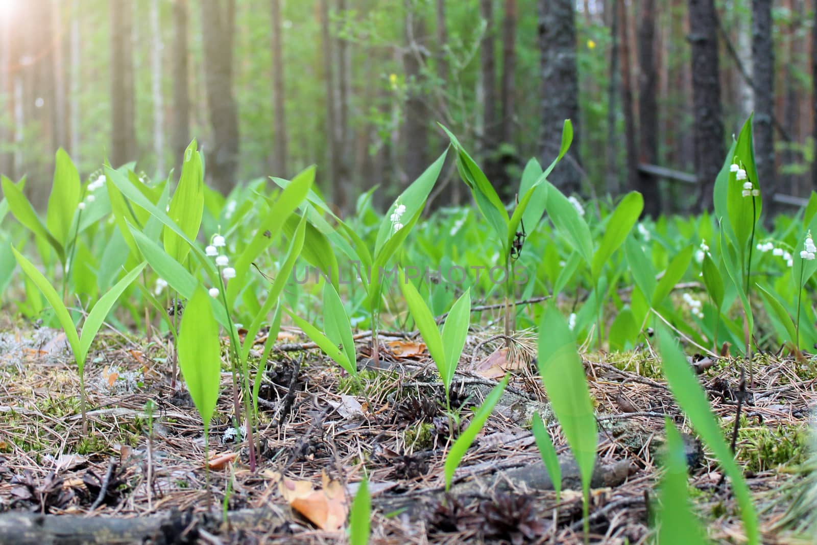 blooming lilies of the valley in the forest