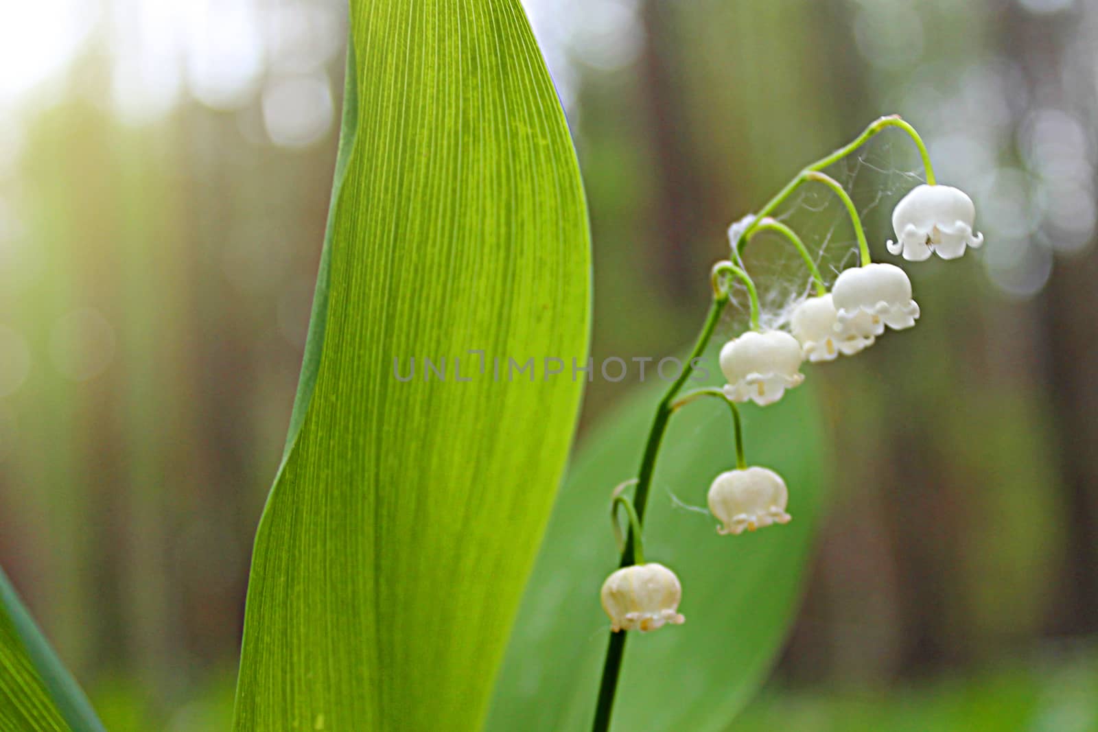 blooming lily of the valley on a background of nature, macro photo