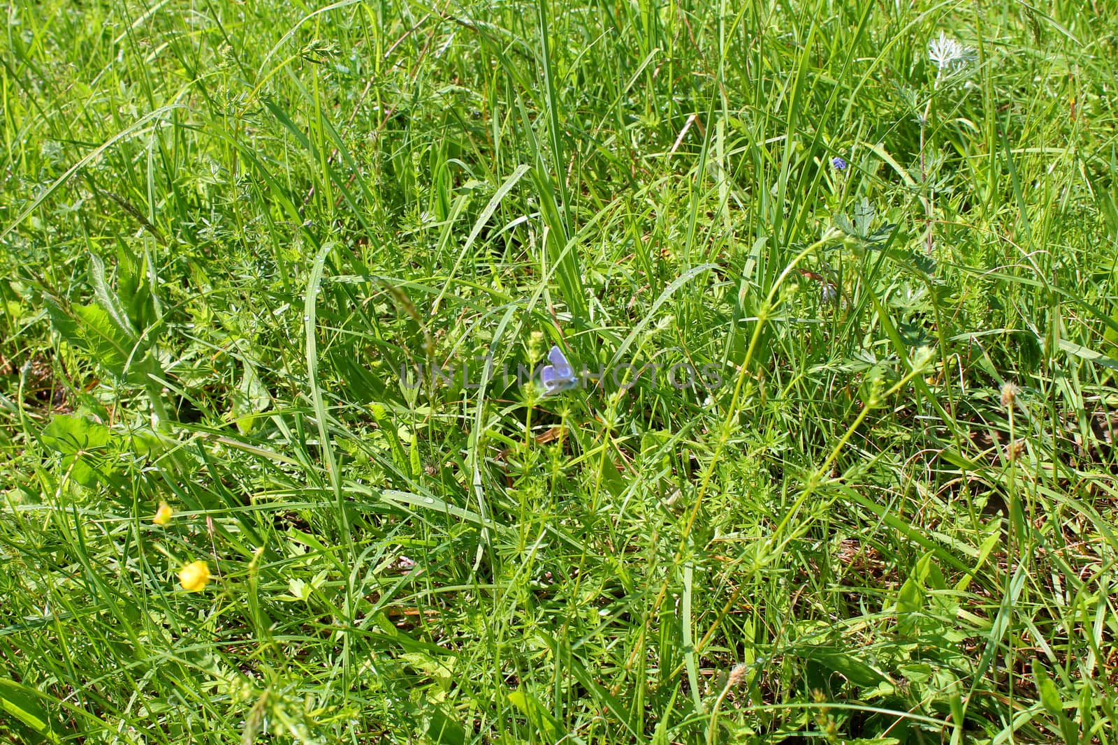 summer green grass for background