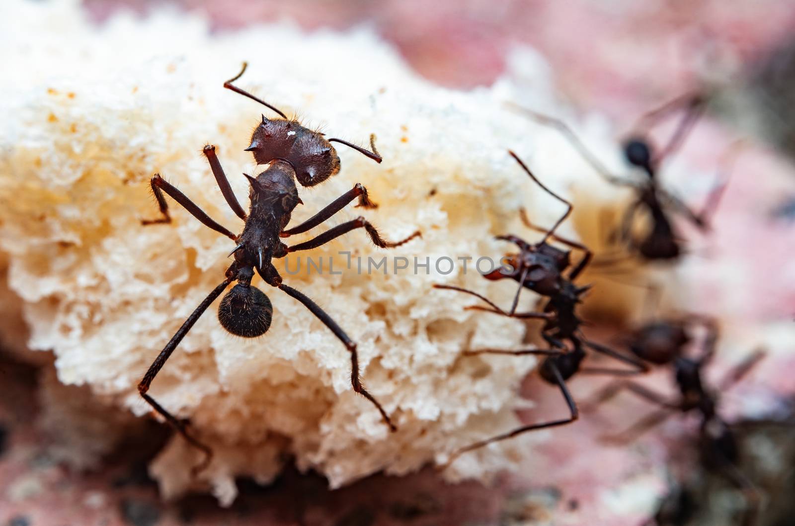 Macro photograph of leaf cutter ants on a piece of bread
