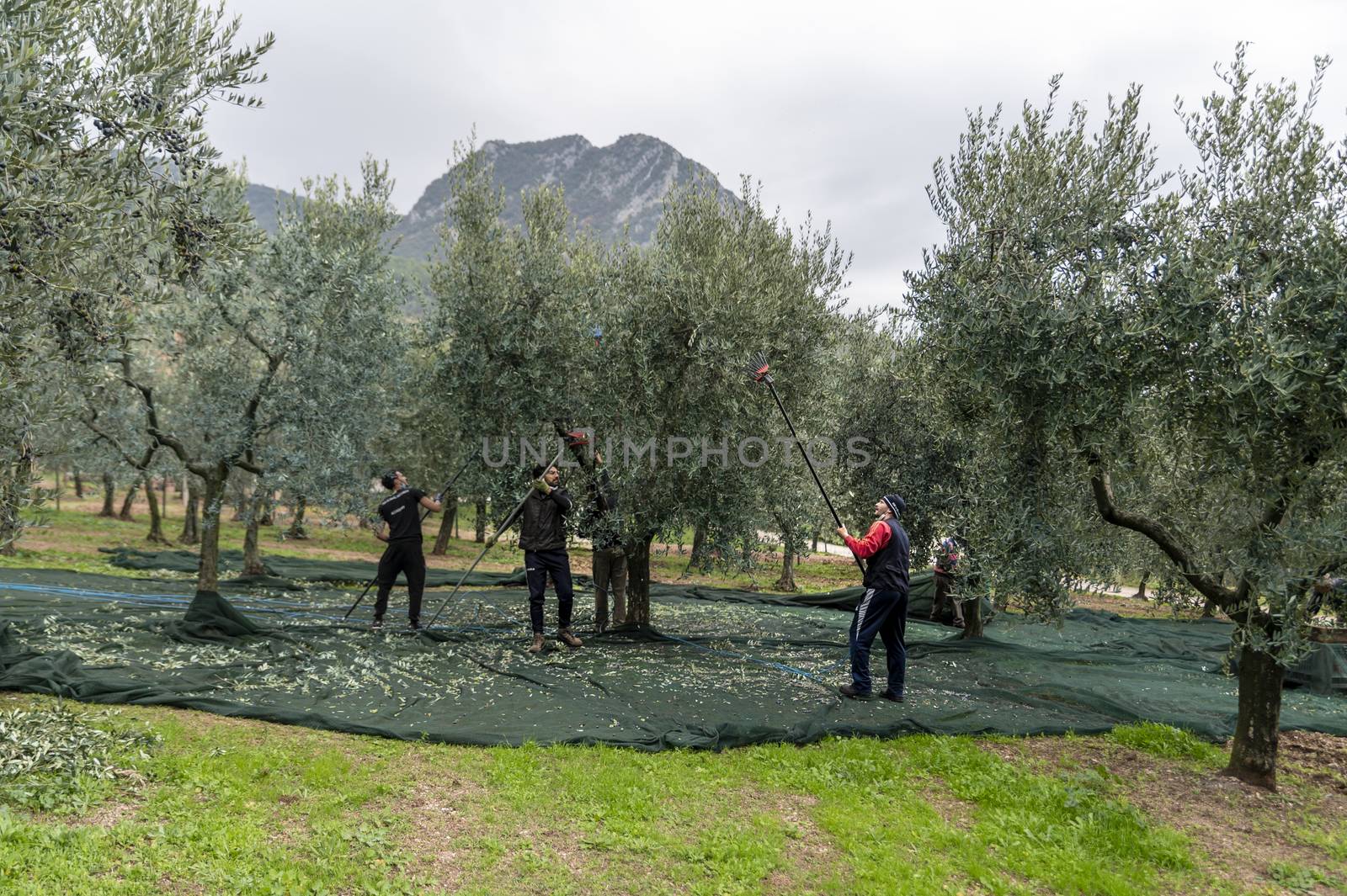terni,italy november 12 2020:olive harvesting workers with towels and hydraulic hands