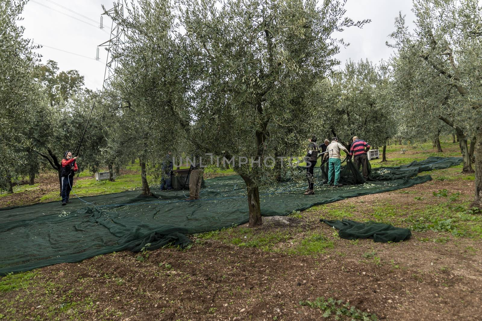 terni,italy november 12 2020:olive harvesting workers with towels and hydraulic hands