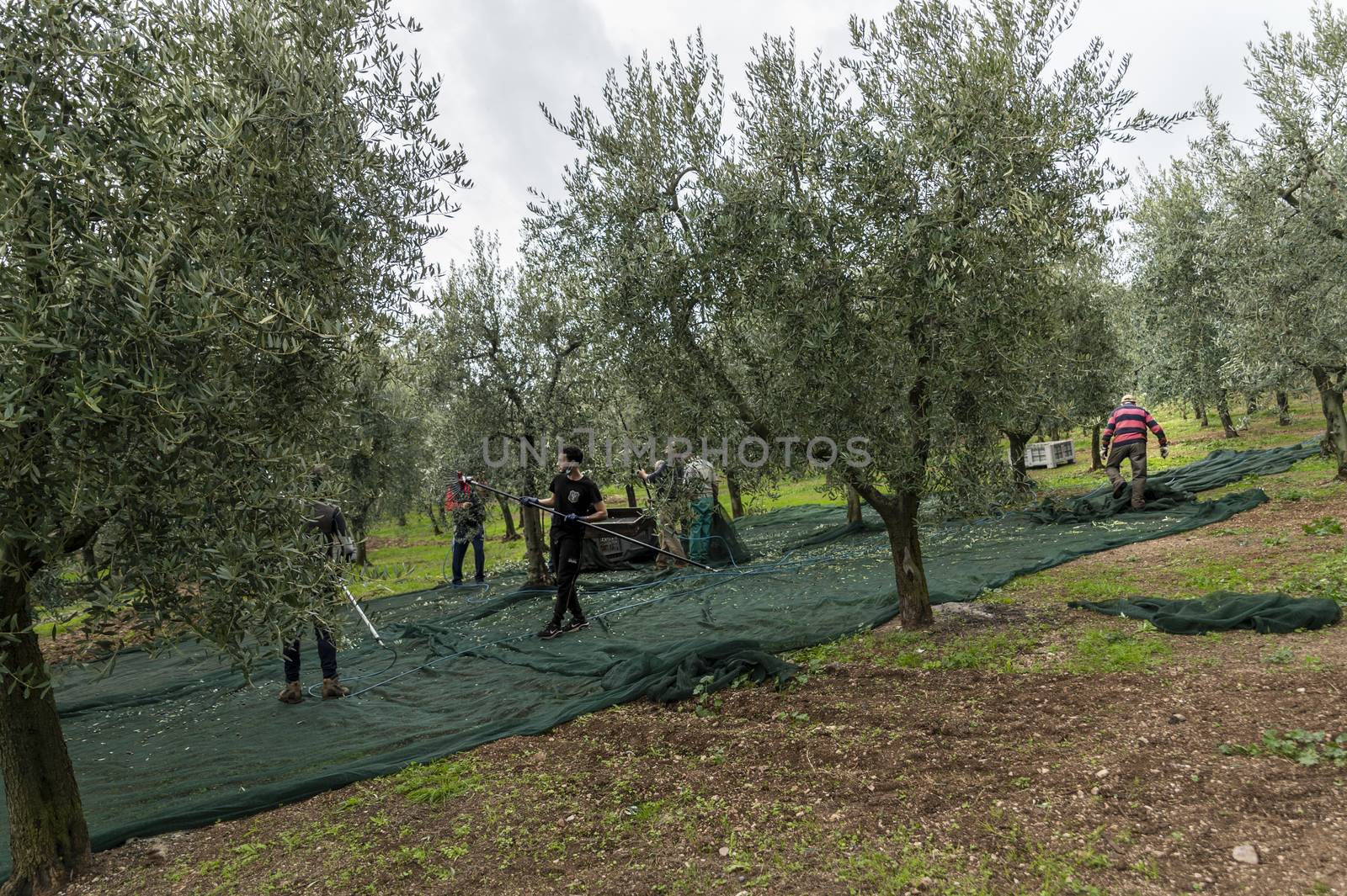 terni,italy november 12 2020:olive harvesting workers with towels and hydraulic hands
