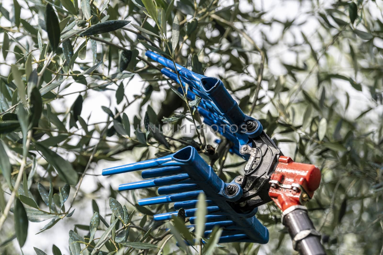 tool for harvesting olives on a stem during the harvesting period