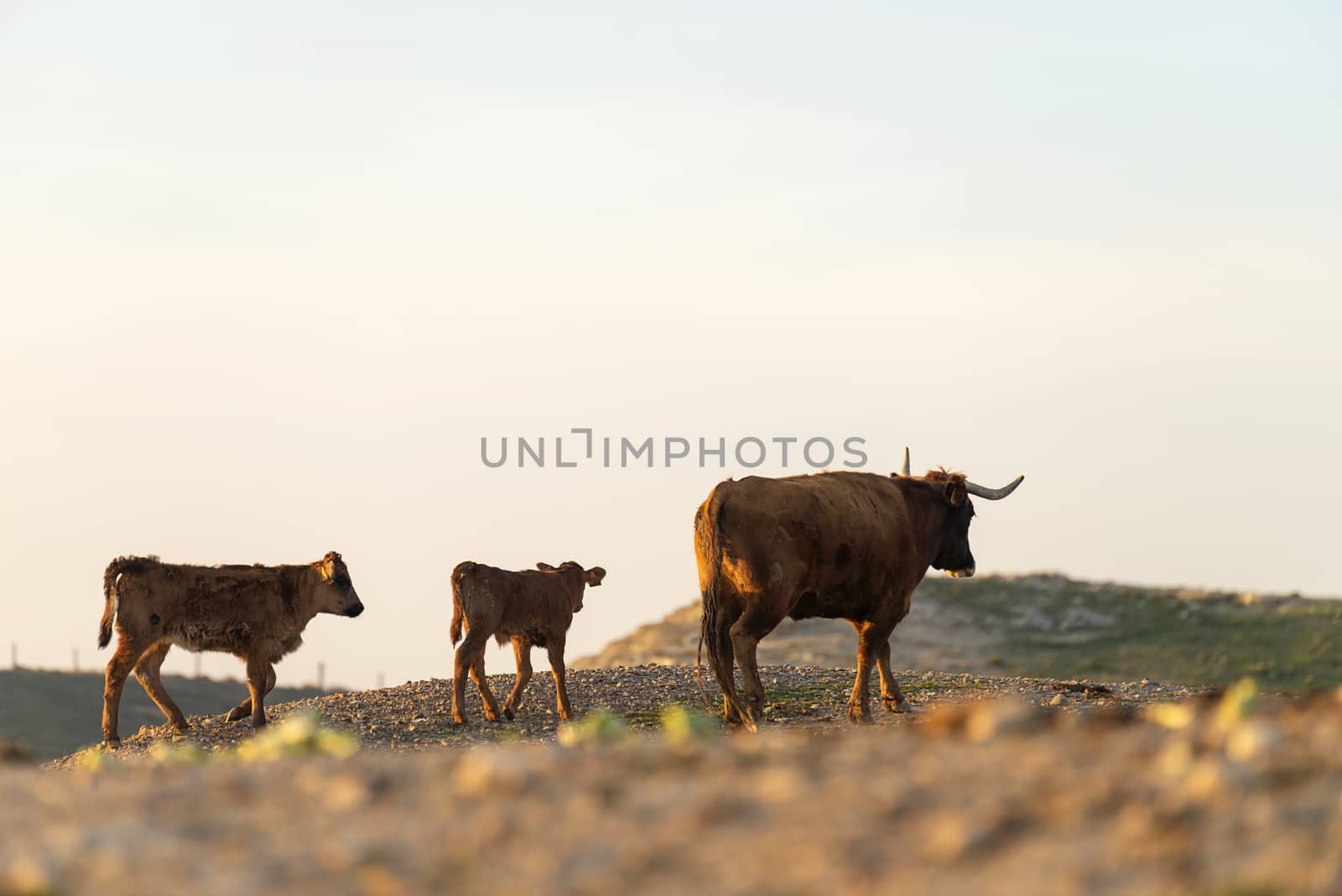 Coat and calf gazing on pasture at sunset