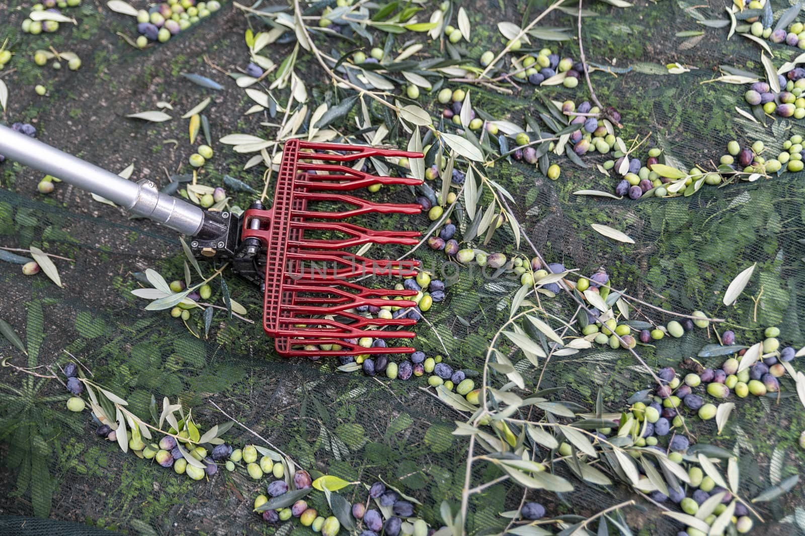 tool for harvesting olives on a stem during the harvesting period