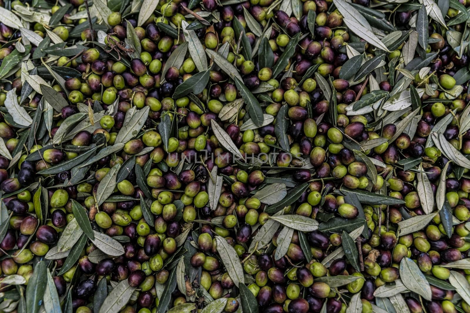 texture of the freshly harvested olive deposited in the bin