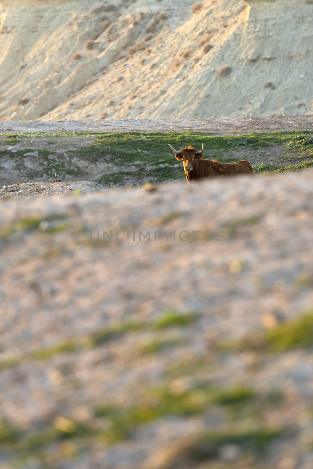 Lonely brown cow on pasture while looking at camera