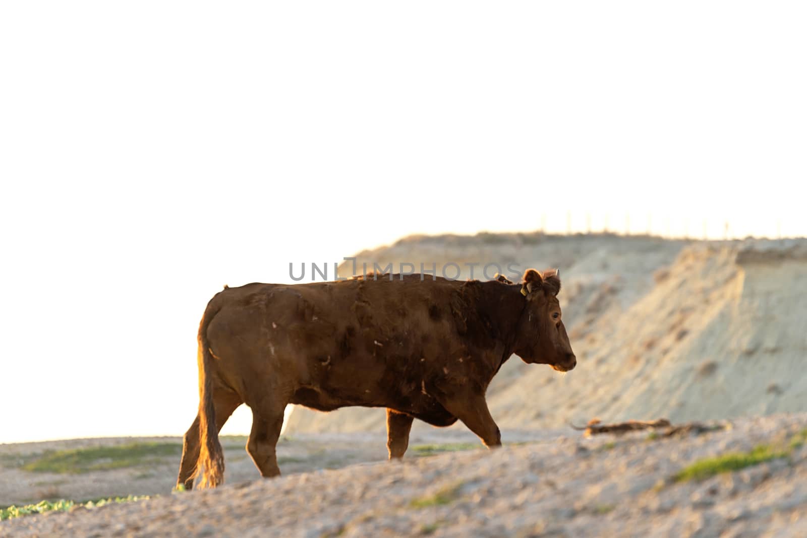 Lonely brown coat grazing on pasture