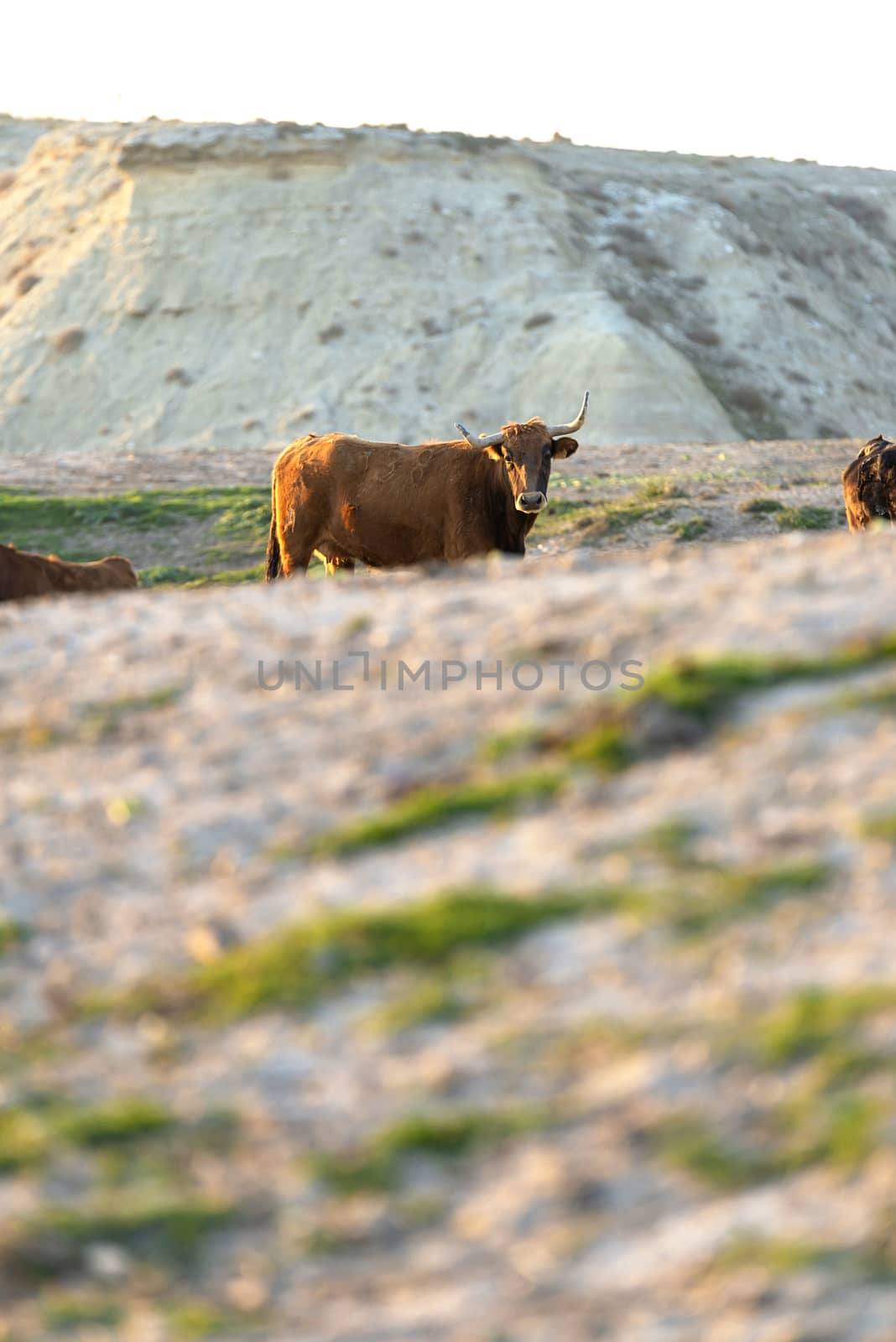 Lonely brown cow on pasture while looking at camera