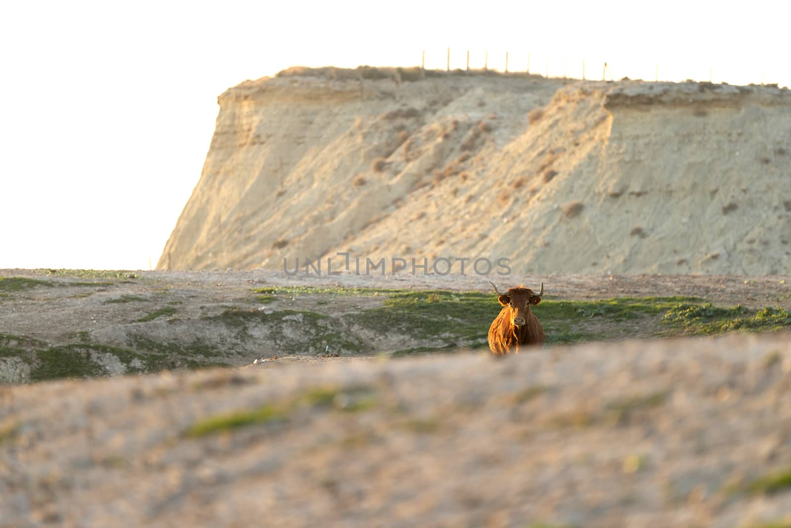 Lonely brown cow on pasture while looking at camera