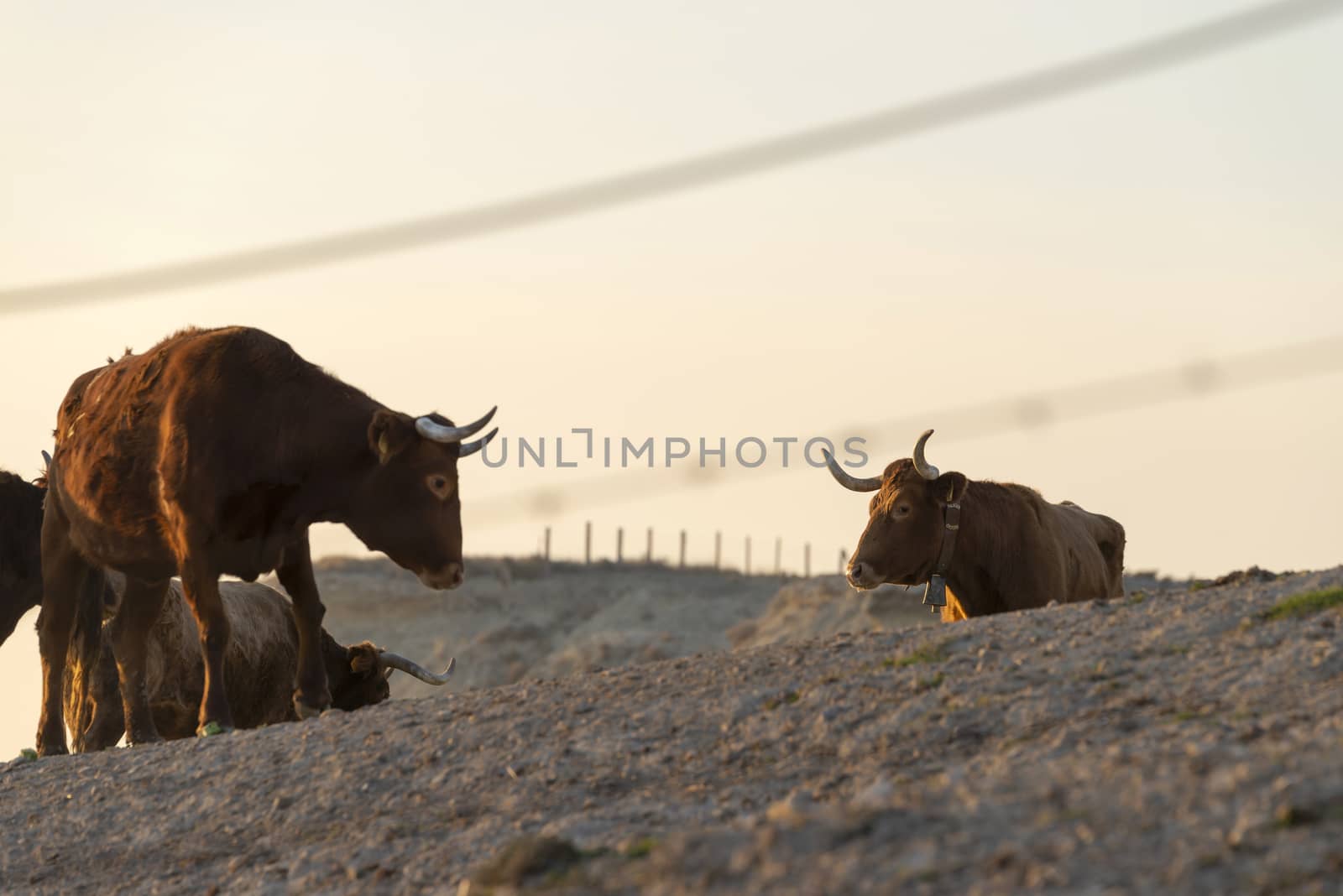 Brown coats grazing on farm pasture