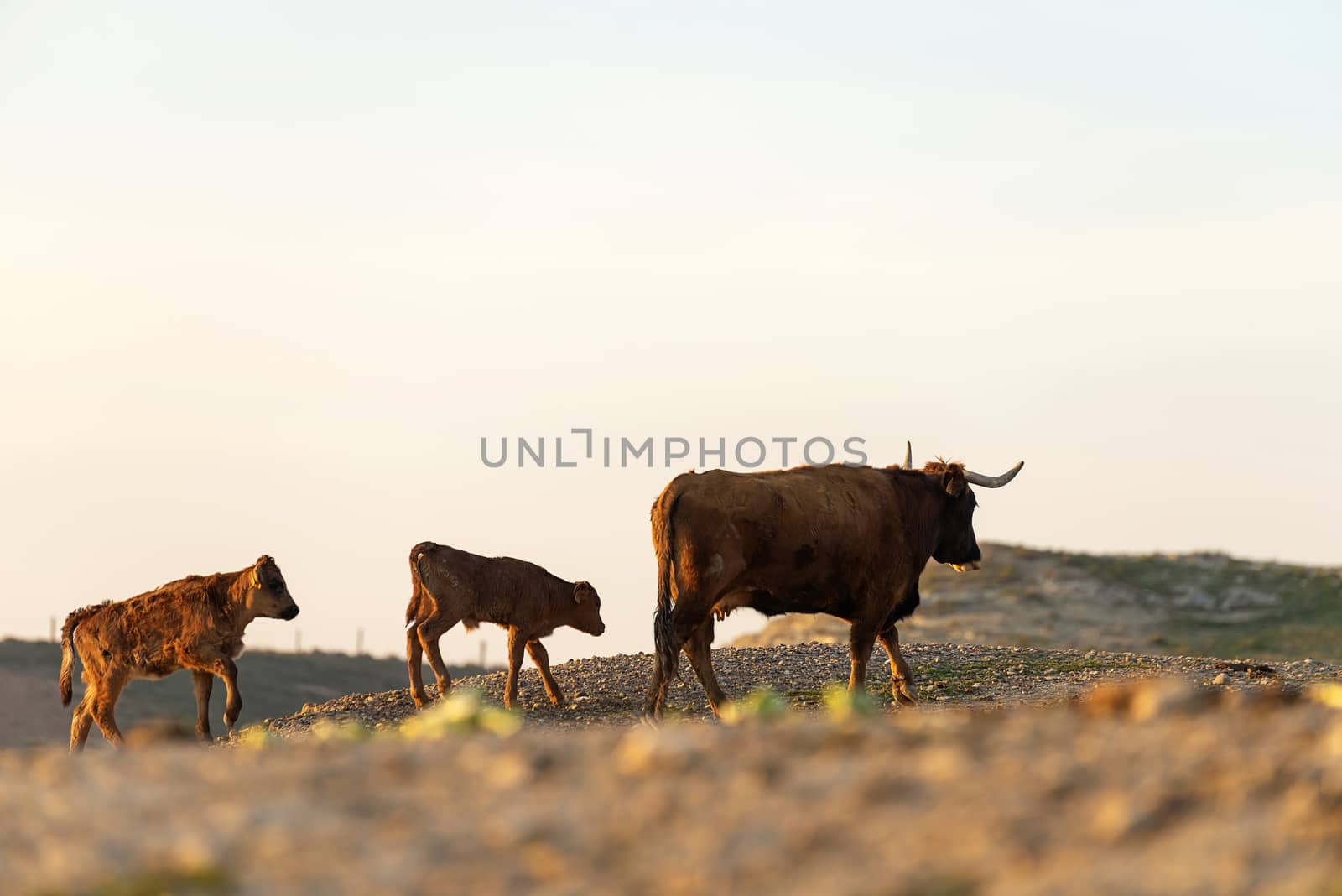 Coat and calf gazing on pasture at sunset