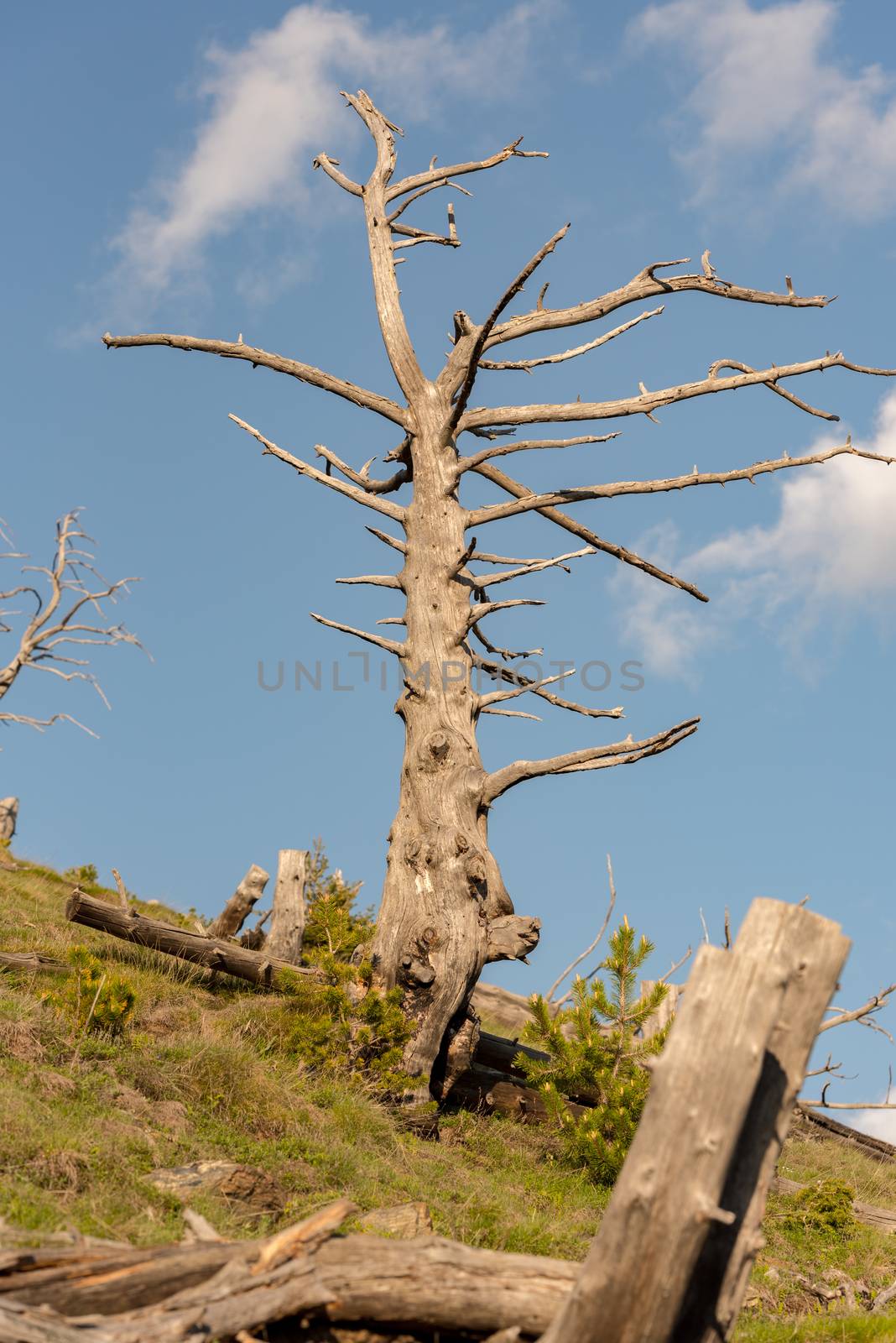 Tree forest cut in the Pyrenees, in Encamp, Andorra by martinscphoto