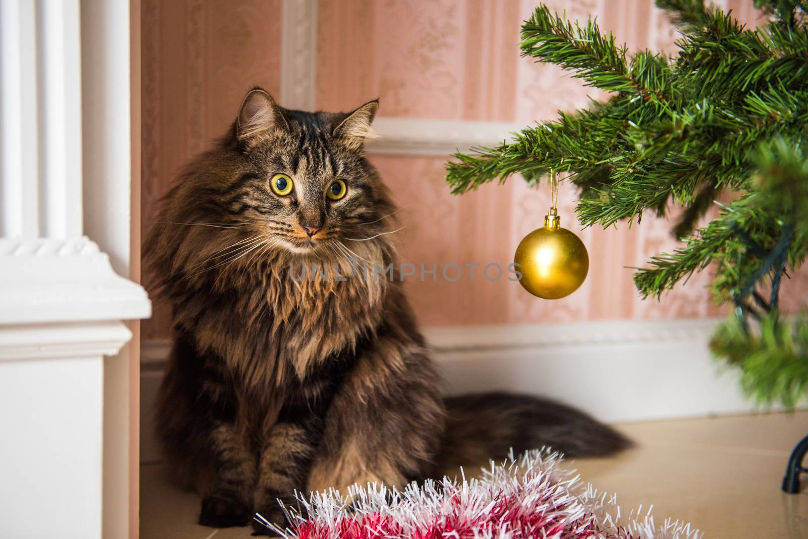 Funny Norwegian cat under Christmas tree on New Year. Cat plays with Christmas tree toys