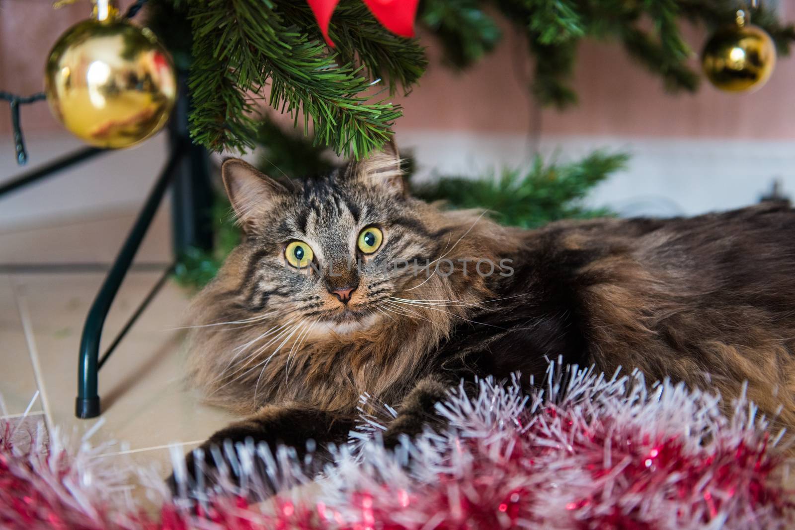 Cat plays with Christmas tree toys. Funny Norwegian cat under Christmas tree on New Year.