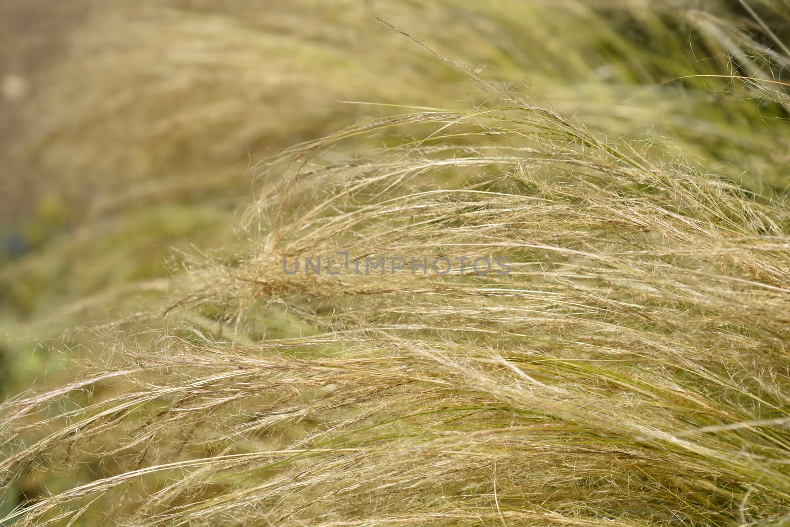 Pony tails grass - Latin name - Nassella tenuissima Pony Tails