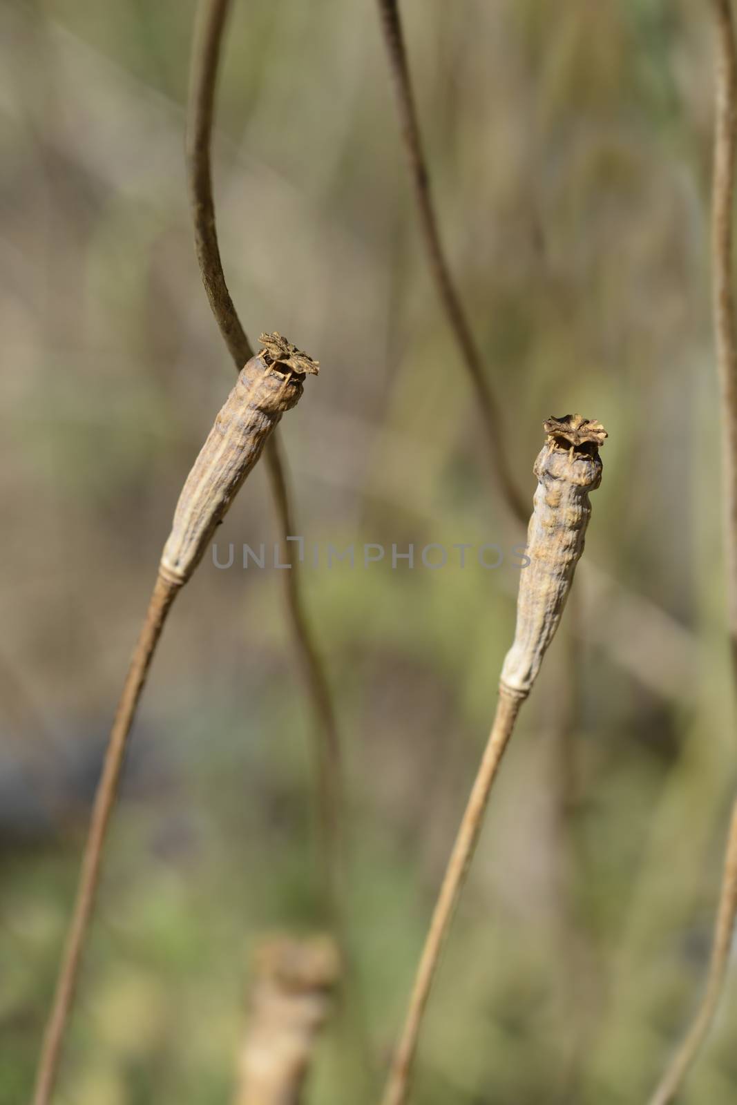 Moroccan poppy seed capsule - Latin name - Papaver atlanticum