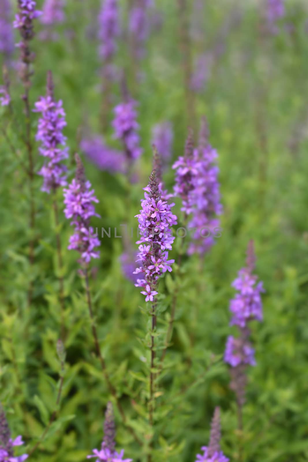 Purple loosestrife flower - Latin name - Lythrum salicaria