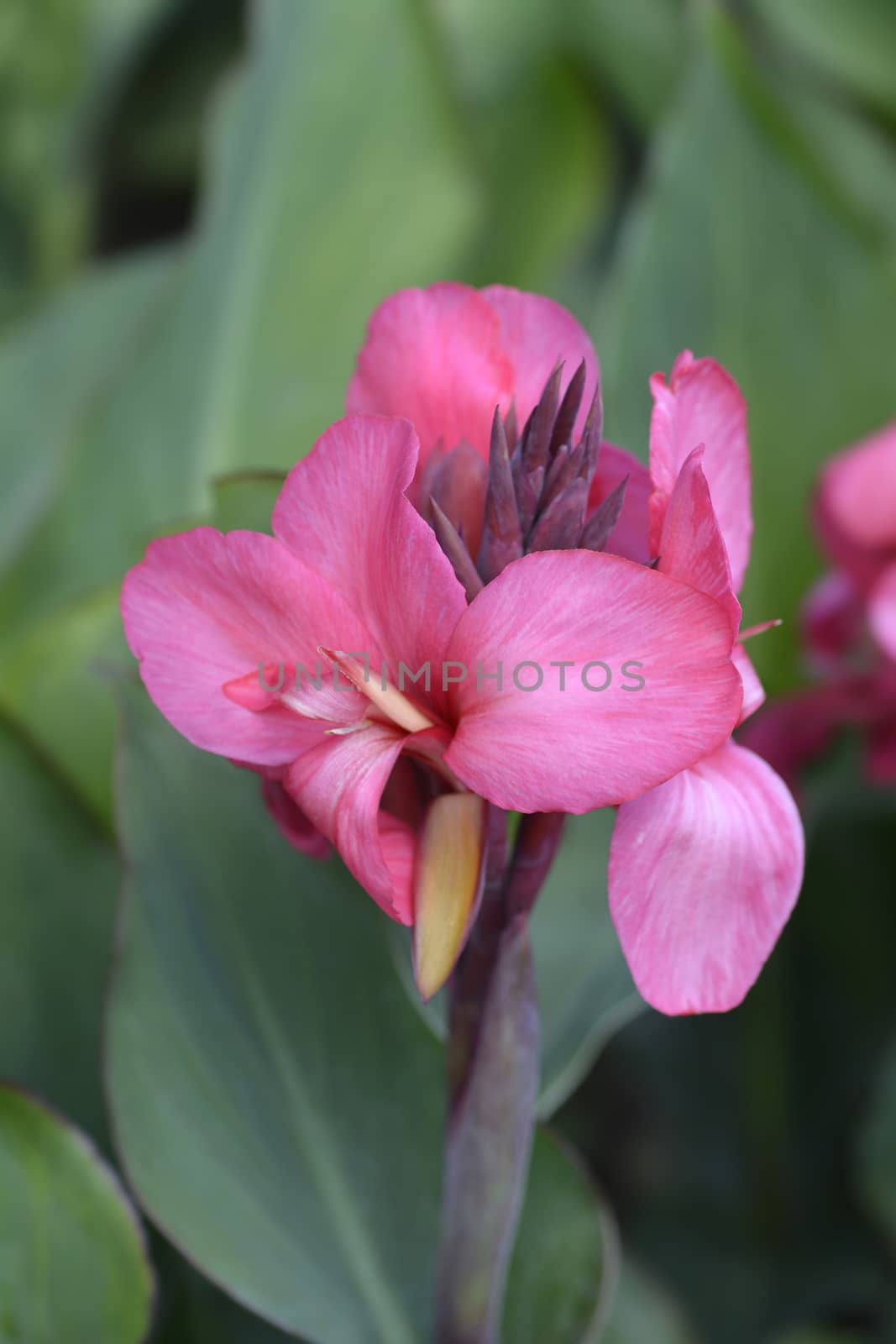 Canna lily Tropical Rose - Latin name - Canna x generalis Tropical Rose