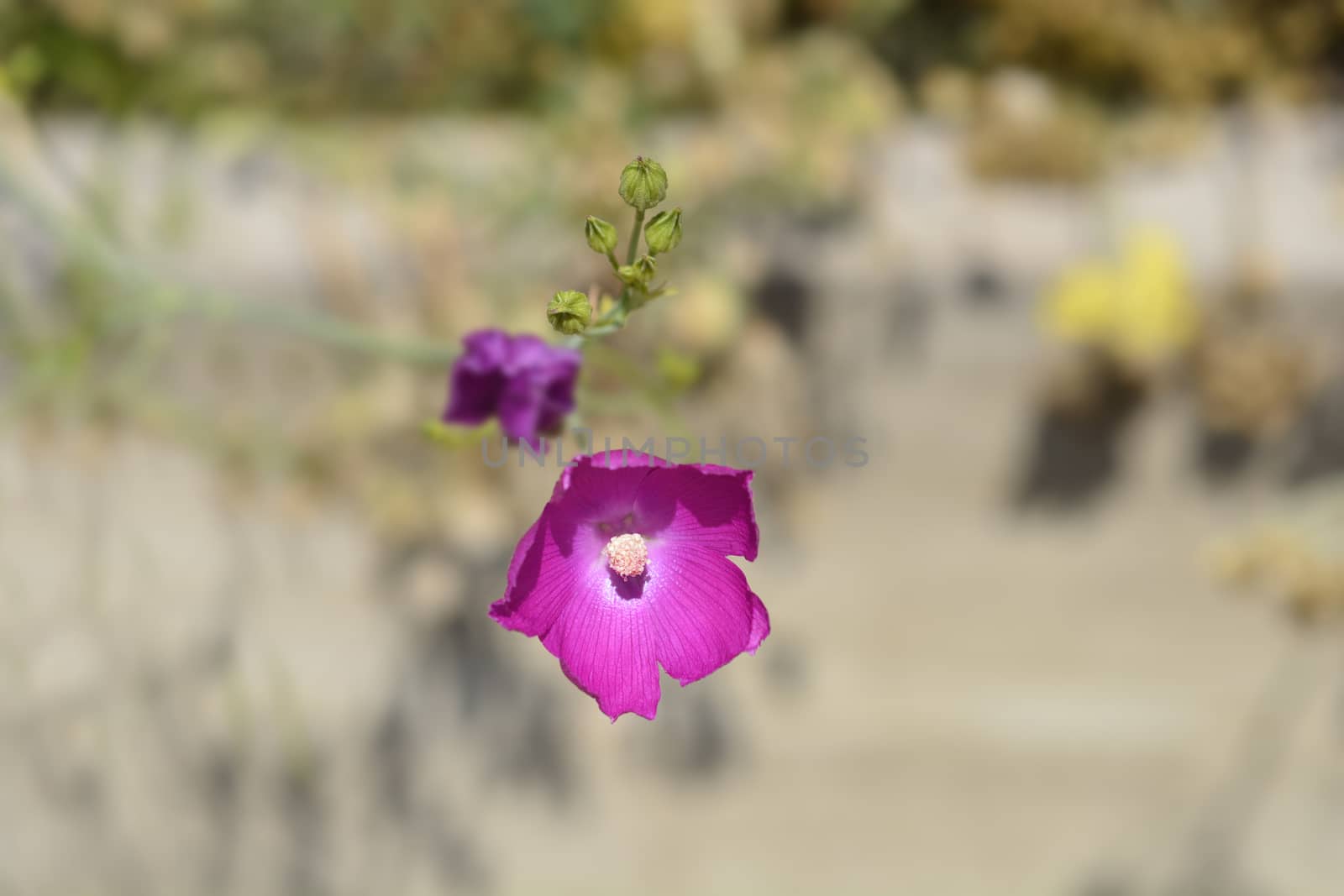Purple poppy-mallow by nahhan