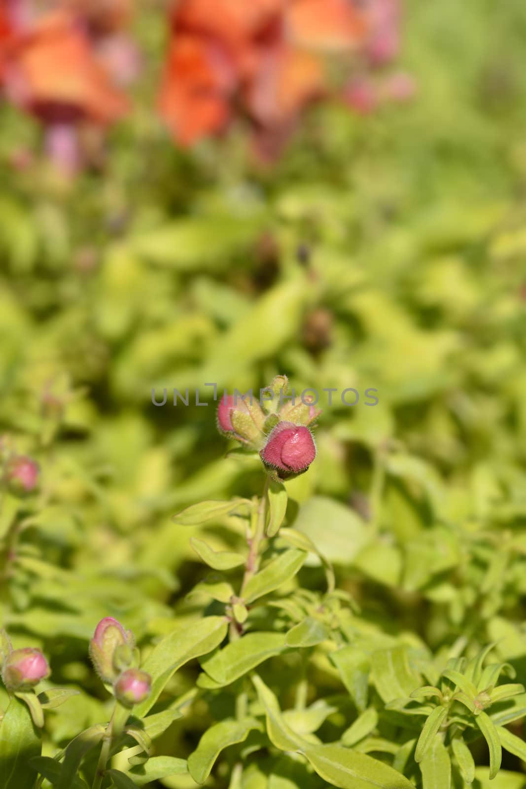 Snapdragon flower buds - Latin name - Antirrhinum majus