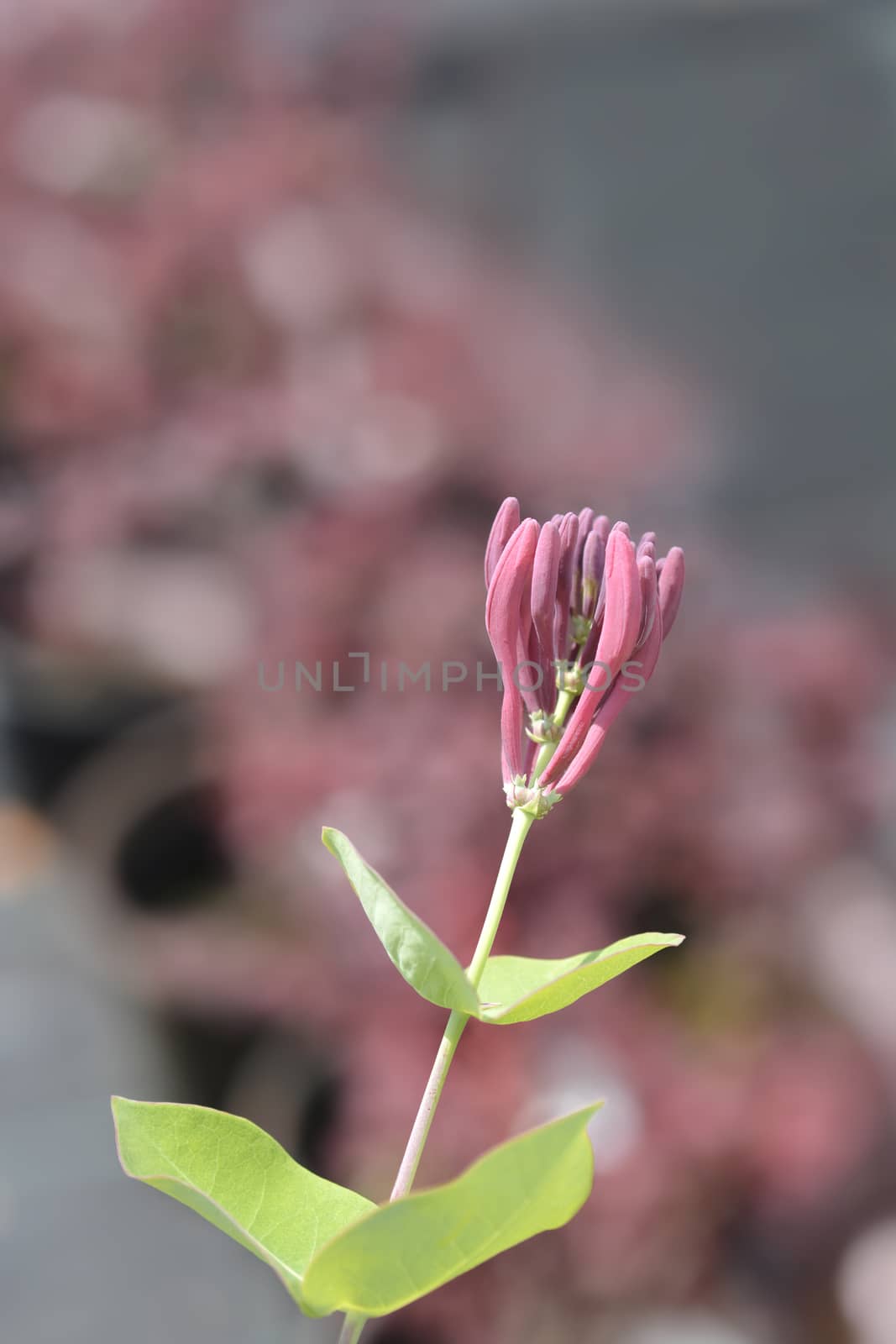 Honeysuckle Dropmore Scarlet flower buds - Latin name - Lonicera x brownii Dropmore Scarlet
