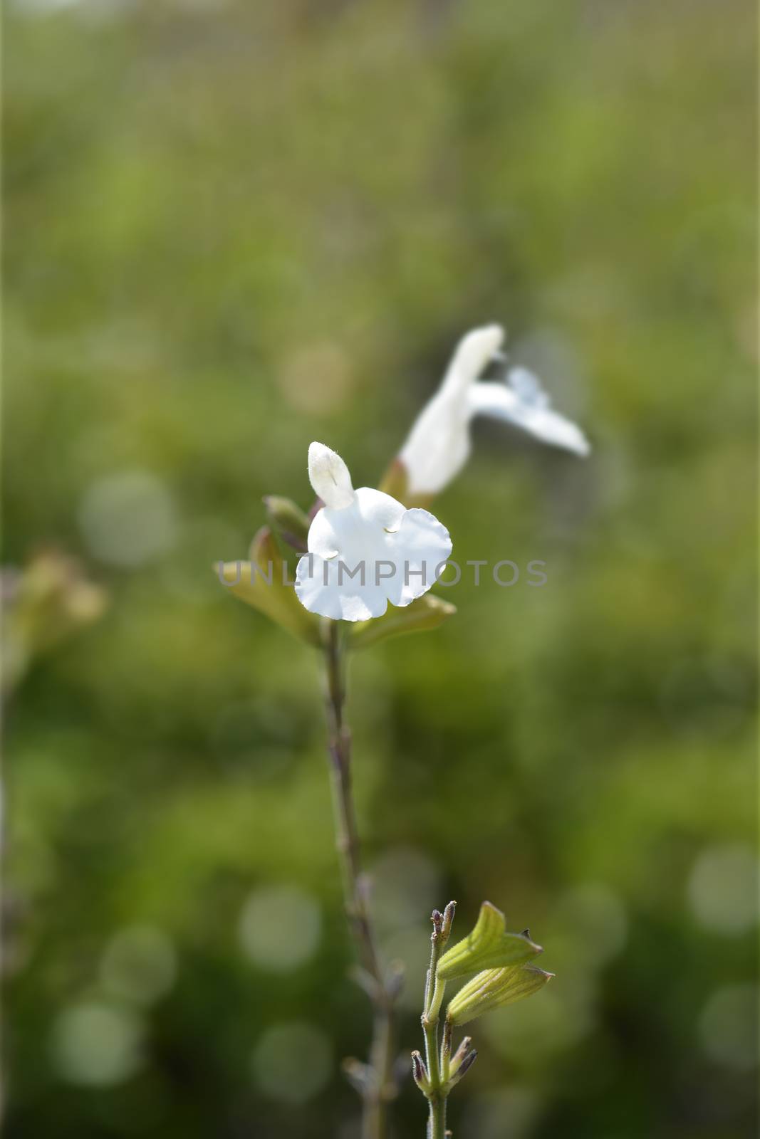 Baby sage Gletsjer - Latin name - Salvia microphylla Gletsjer