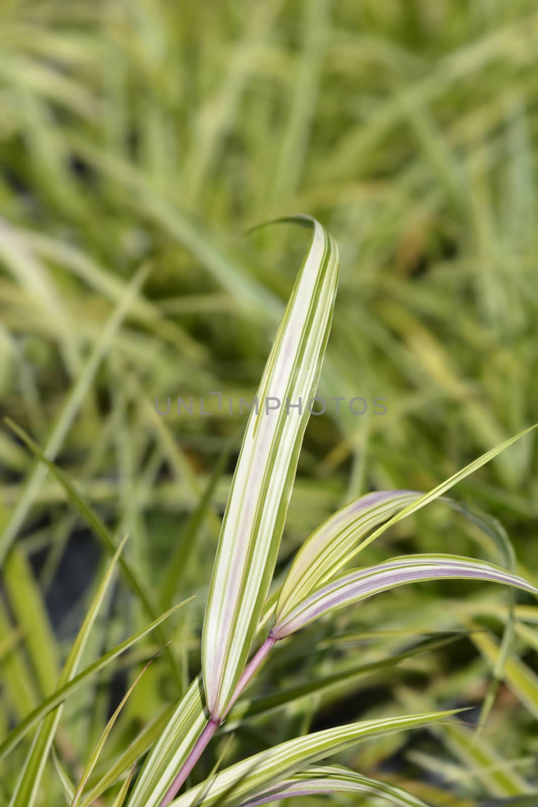 Hakone grass Aureola - Latin name - Hakonechloa macra Aureola