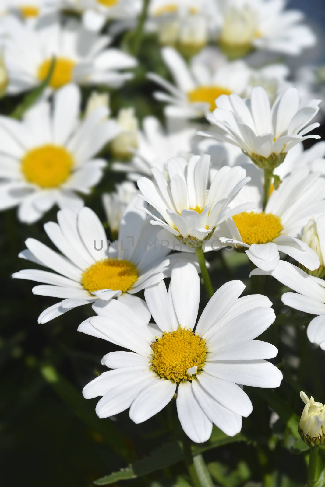 Shasta daisy flowers - Latin name - Leucanthemum maximum