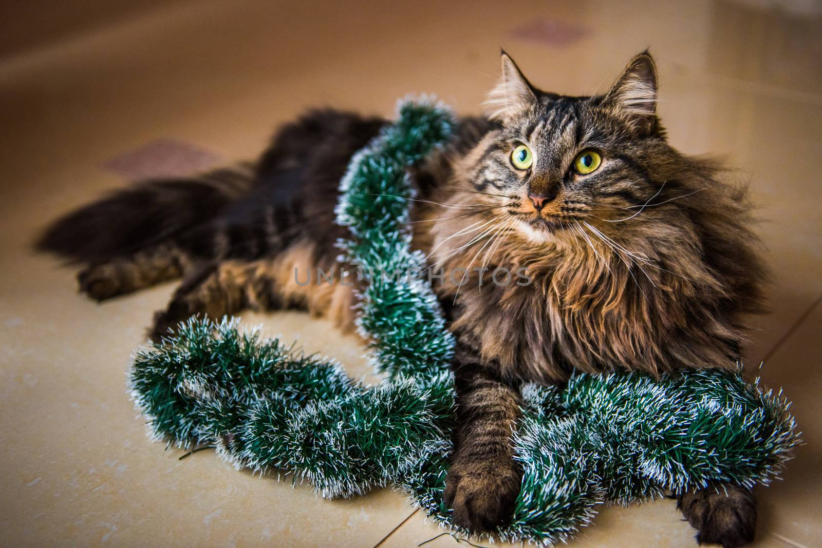 Funny Norwegian cat with garlands under Christmas tree on New Year. Cat plays with Christmas tree toys