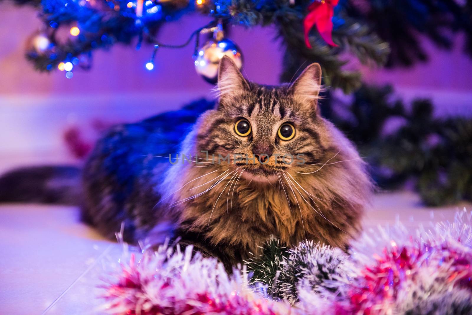 Norwegian cat under Christmas tree plays with Christmas tree toys by infinityyy
