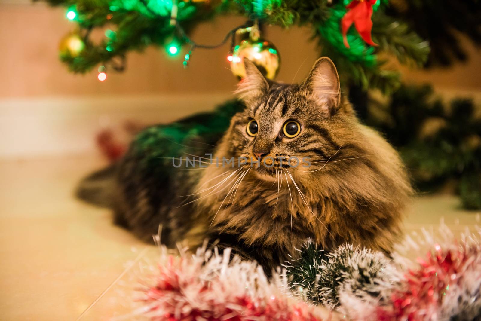 Funny Norwegian cat under Christmas tree plays with Christmas tree toys