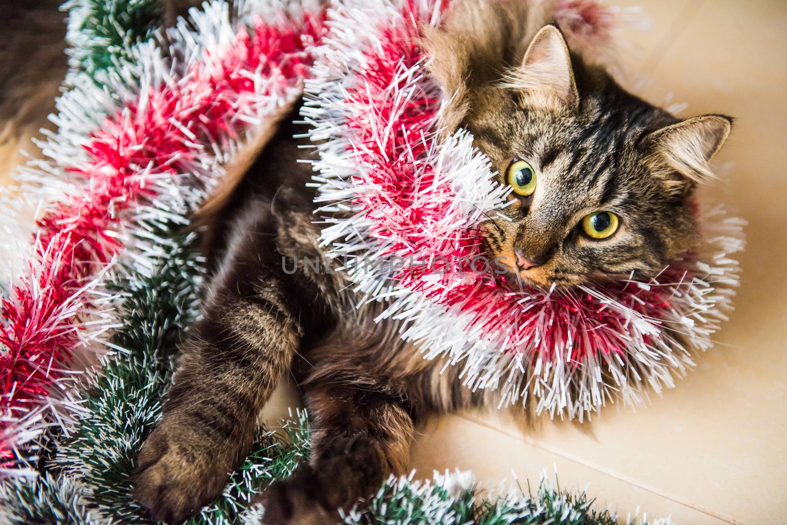 Funny Norwegian cat with garlands under Christmas tree on New Year. Cat plays with Christmas tree toys