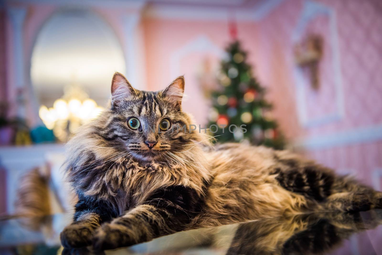 Norwegian forest cat inside interior house on Christmas by infinityyy