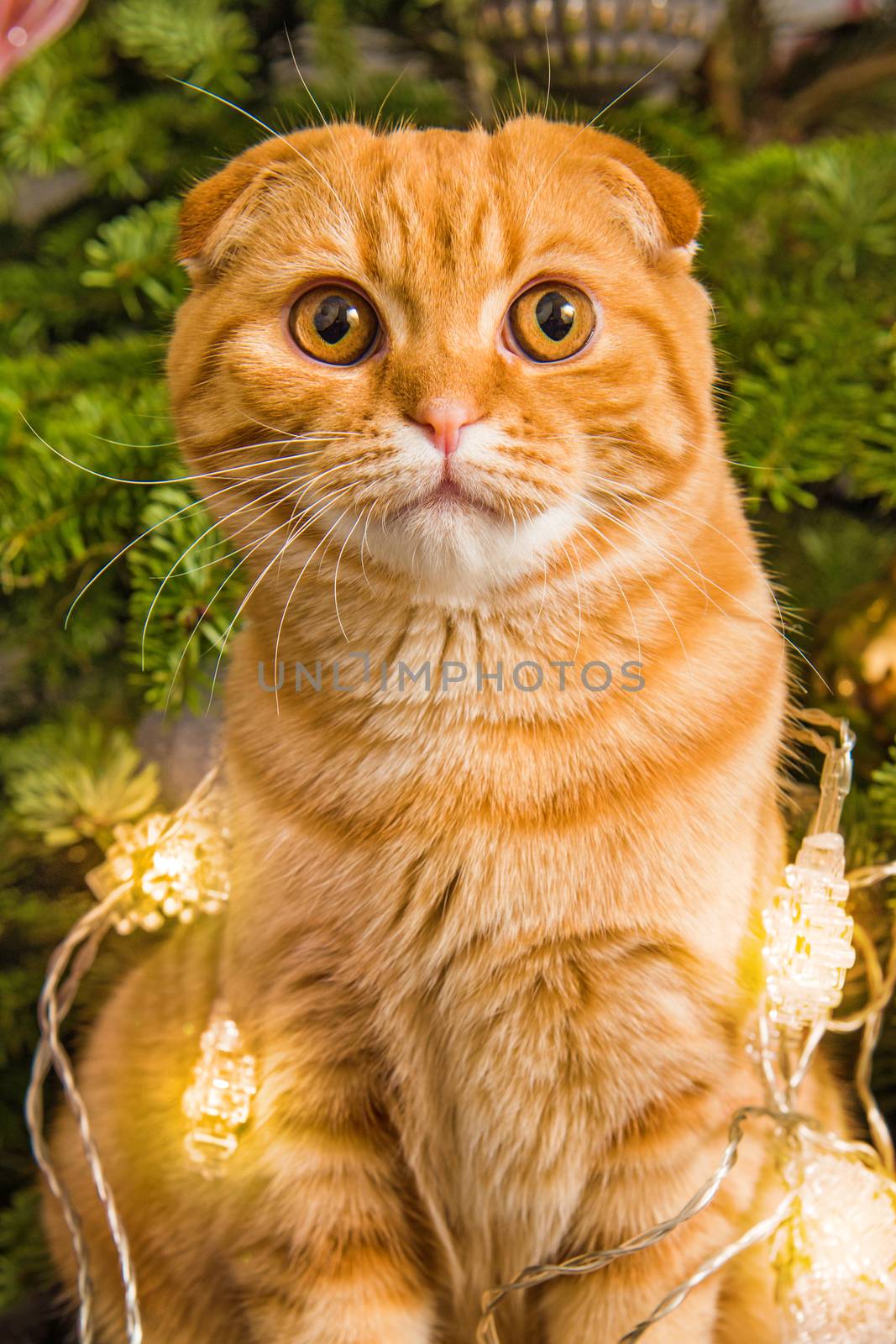 Red Scottish Fold red cat close up near Christmas tree in light