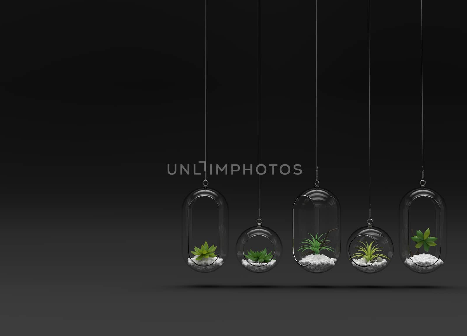 small nature cactus plant in the sphere glass hangs in the air in the dark black gradient wallpaper background. decoration minimal concept design .3d illustrator.