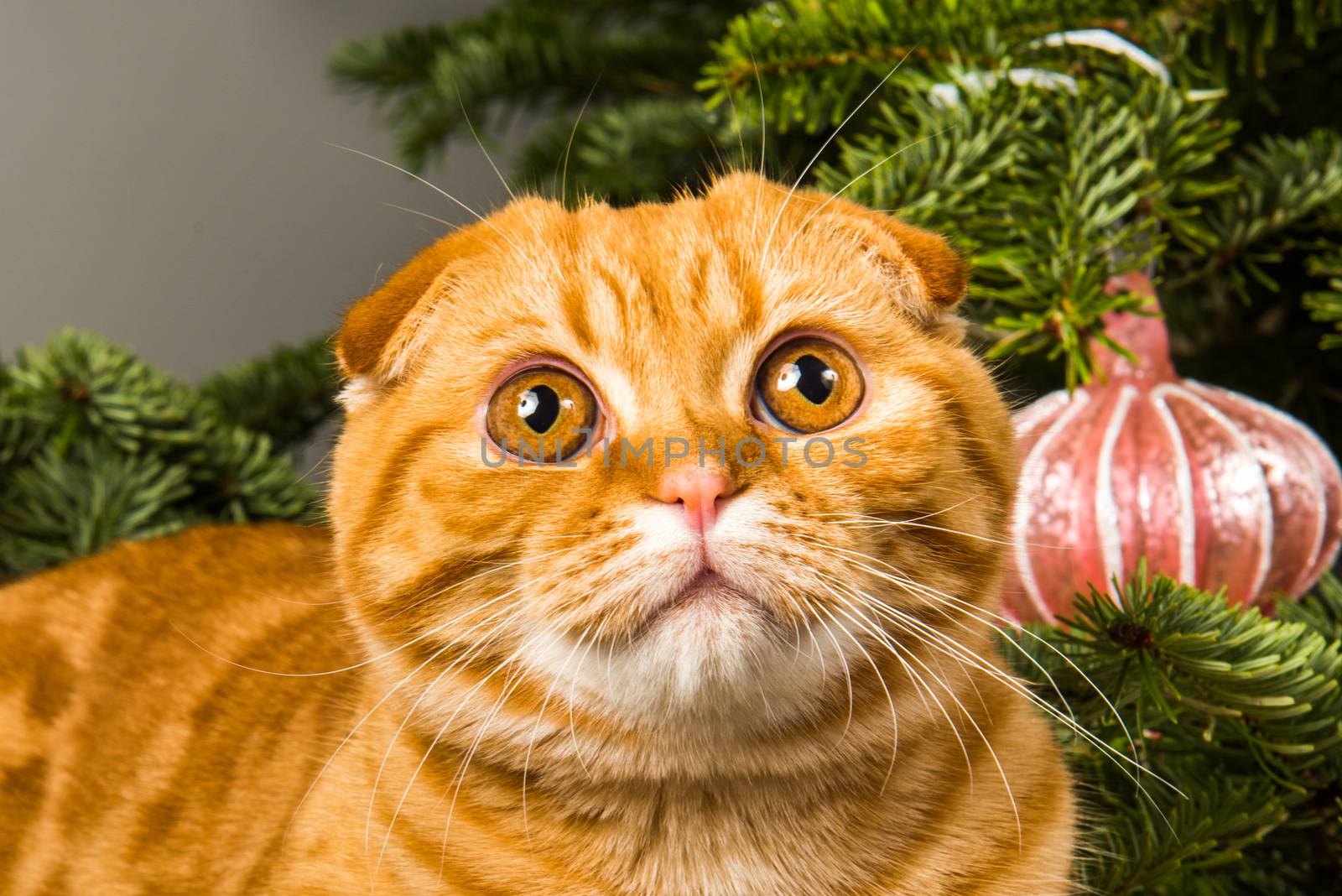 Red Scottish Fold red cat close up near Christmas tree